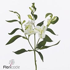 Срезанные цветы оптом Alstroemeria fl charmelia blanca от 50шт из Голландии с доставкой по России