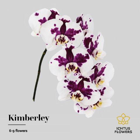 Срезанные цветы оптом Phalaenopsis kimberley (per stem) от 6шт из Голландии с доставкой по России