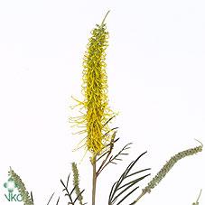 Срезанные цветы оптом Grevillea sandra gordon от 50шт из Голландии с доставкой по России