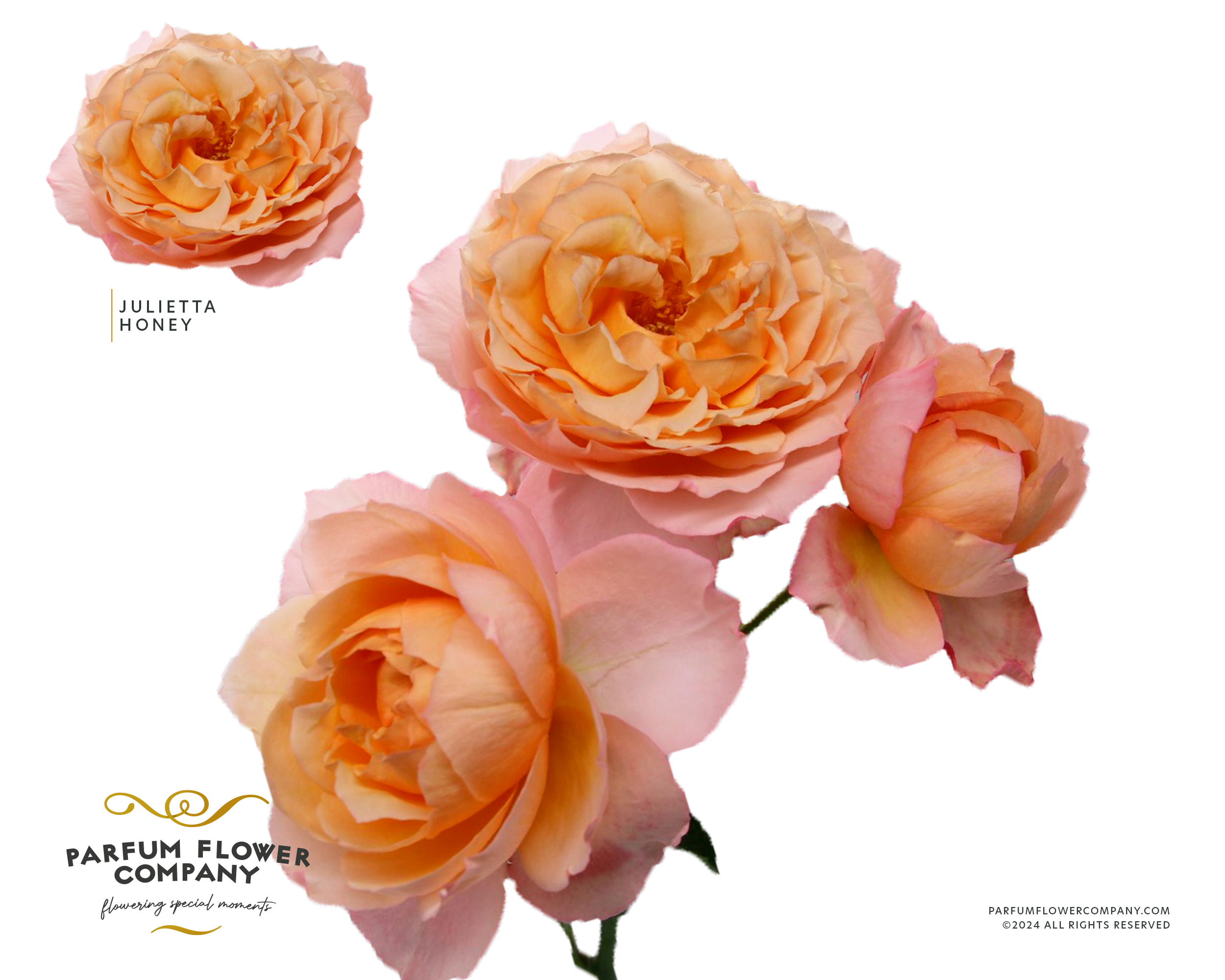 Срезанные цветы оптом Rosa sp garden julieta honey от 12шт из Голландии с доставкой по России
