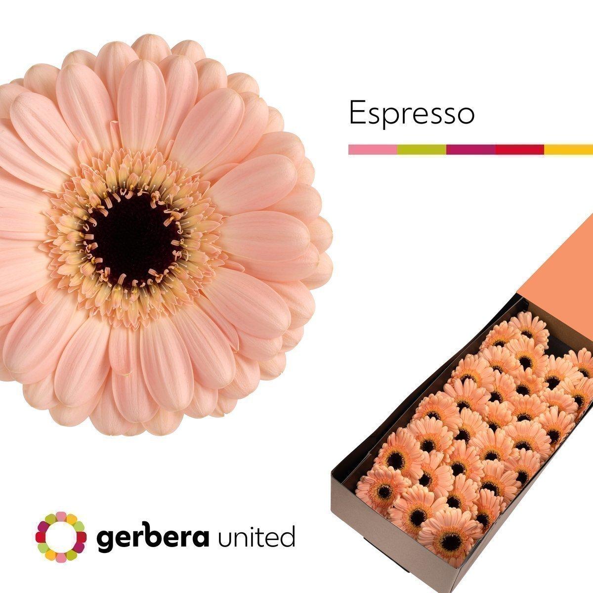 Срезанные цветы оптом Germini espresso от 30шт из Голландии с доставкой по России