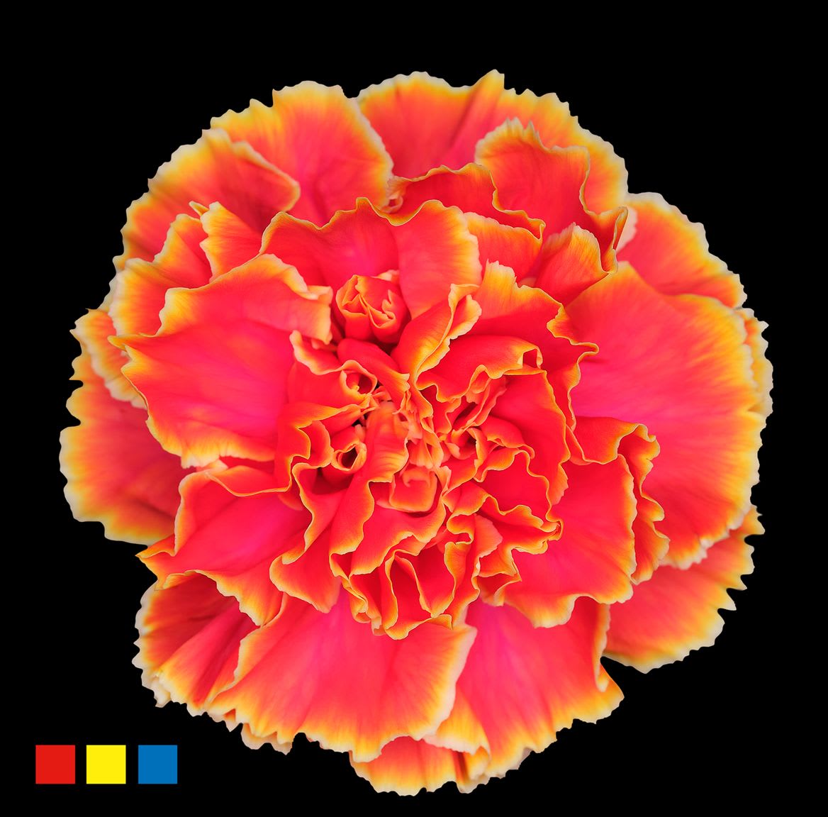 Срезанные цветы оптом Dianthus st paint fireball от 80шт из Голландии с доставкой по России