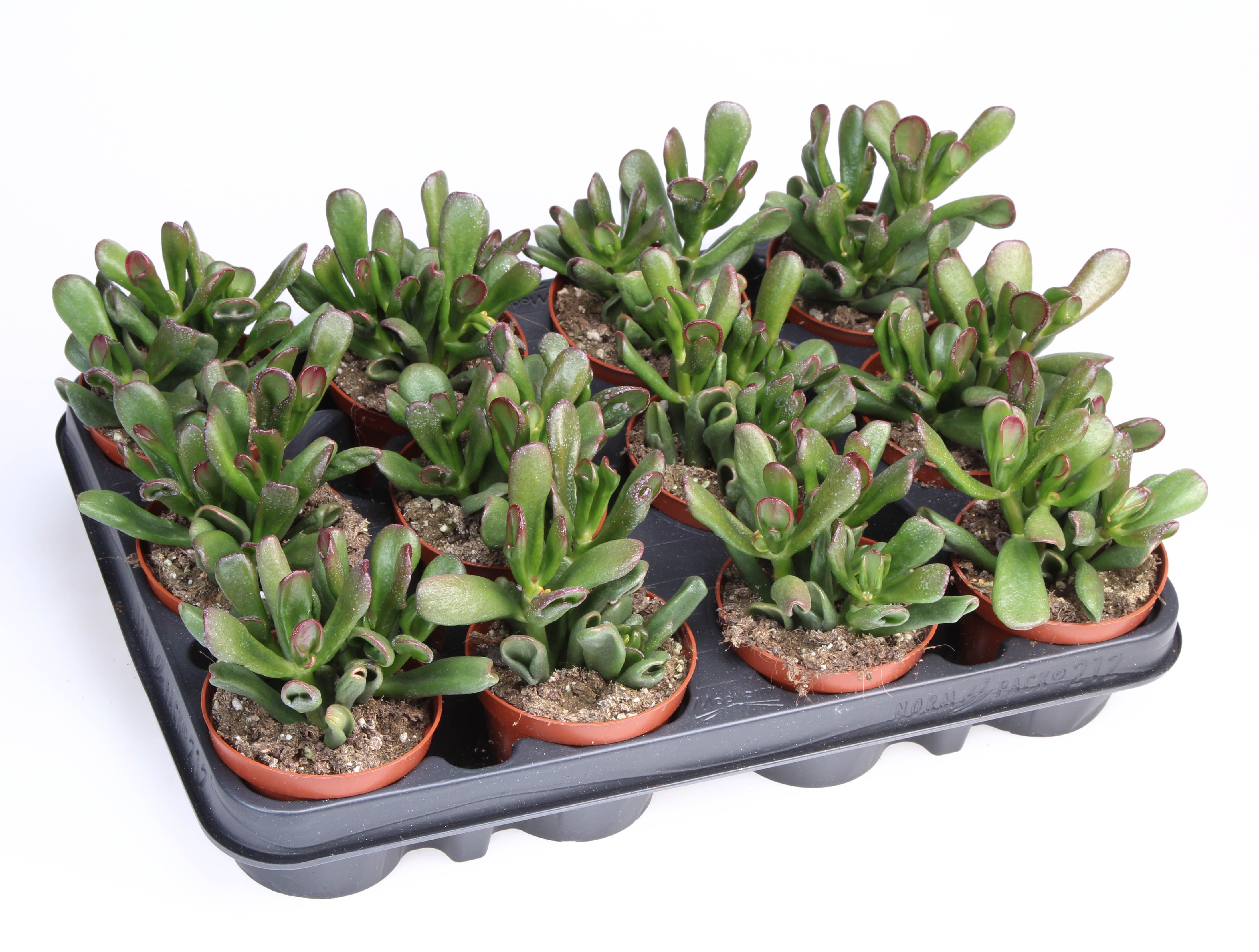 Горшечные цветы и растения оптом Crassula Gollum от 12шт (для телеги) из Голландии с доставкой по России