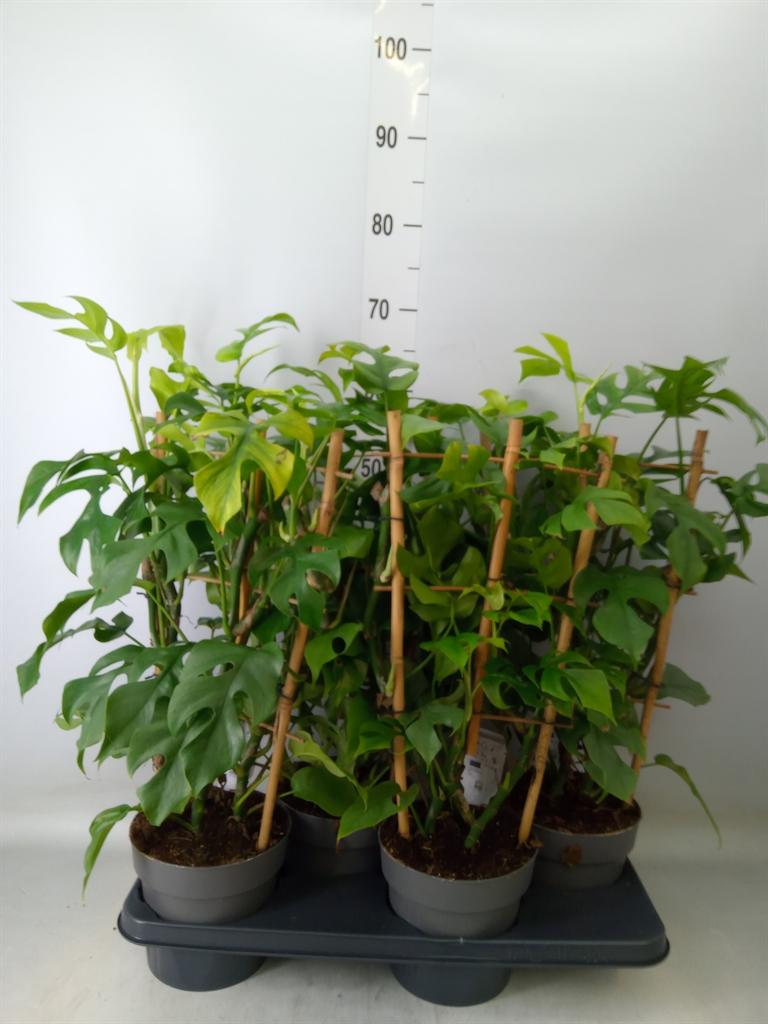 Горшечные цветы и растения оптом Philodendron   ... от 4шт из Голландии с доставкой по России