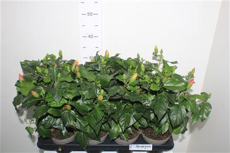 Горшечные цветы и растения оптом Hibis Sunny Gem 5 Branche от 8шт из Голландии с доставкой по России