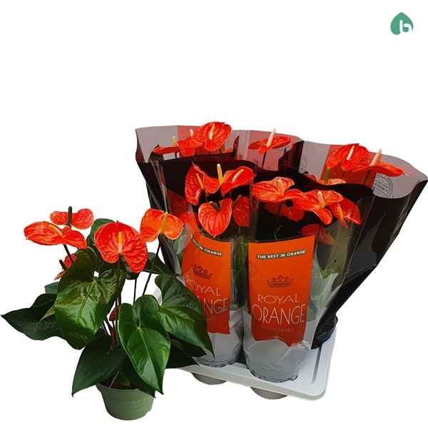 Горшечные цветы и растения оптом Anth An Royal Orange 6+ от 6шт из Голландии с доставкой по России