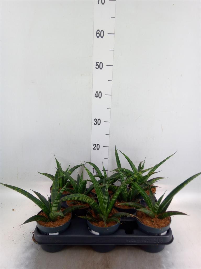 Горшечные цветы и растения оптом Sansevieria Trifa.   ... от 8шт из Голландии с доставкой по России