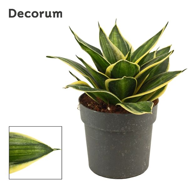 Горшечные цветы и растения оптом Sansevieria Hahnii Stars & Stripes (decorum) от 10шт из Голландии с доставкой по России