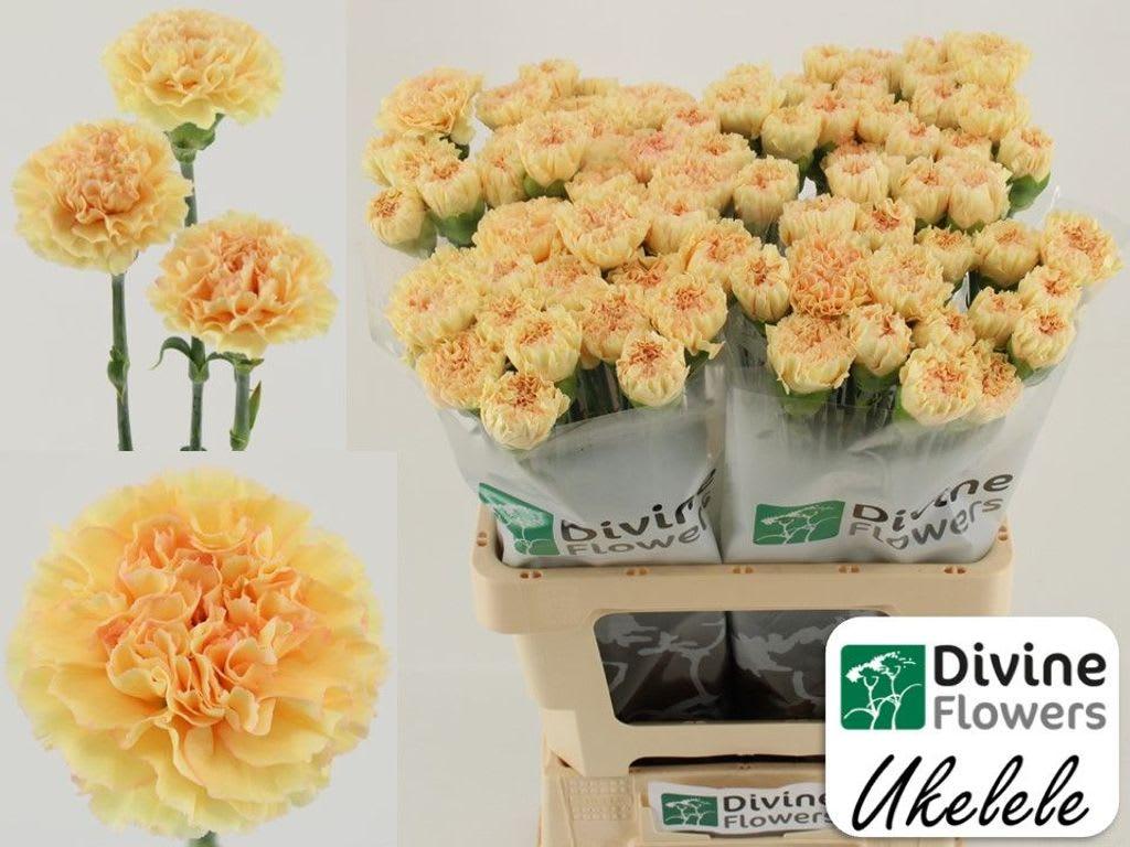 Срезанные цветы оптом Dianthus st ukelele от 80шт из Голландии с доставкой по России