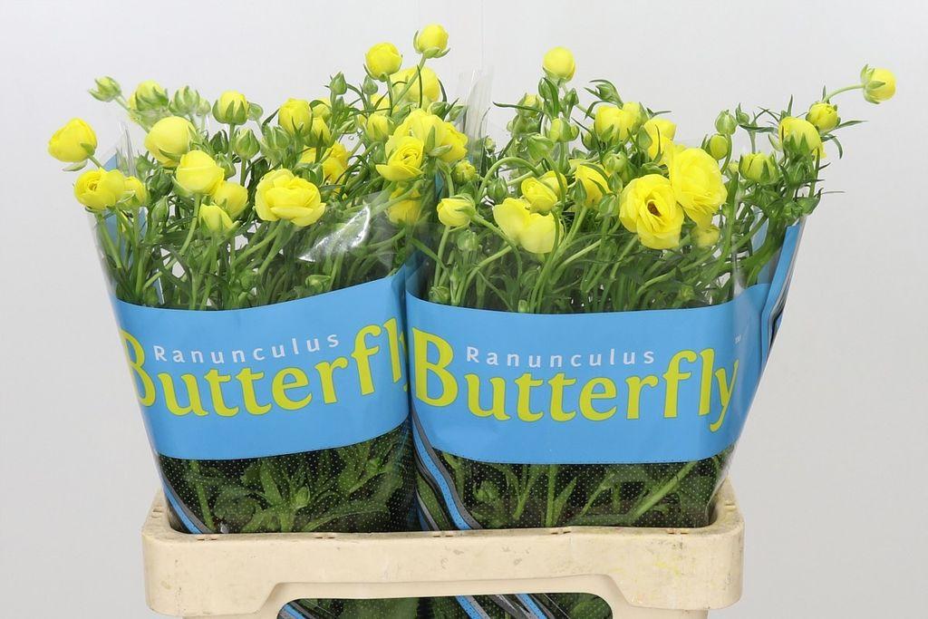 Срезанные цветы оптом Ranunculus butterfly phytalos от 40шт из Голландии с доставкой по России