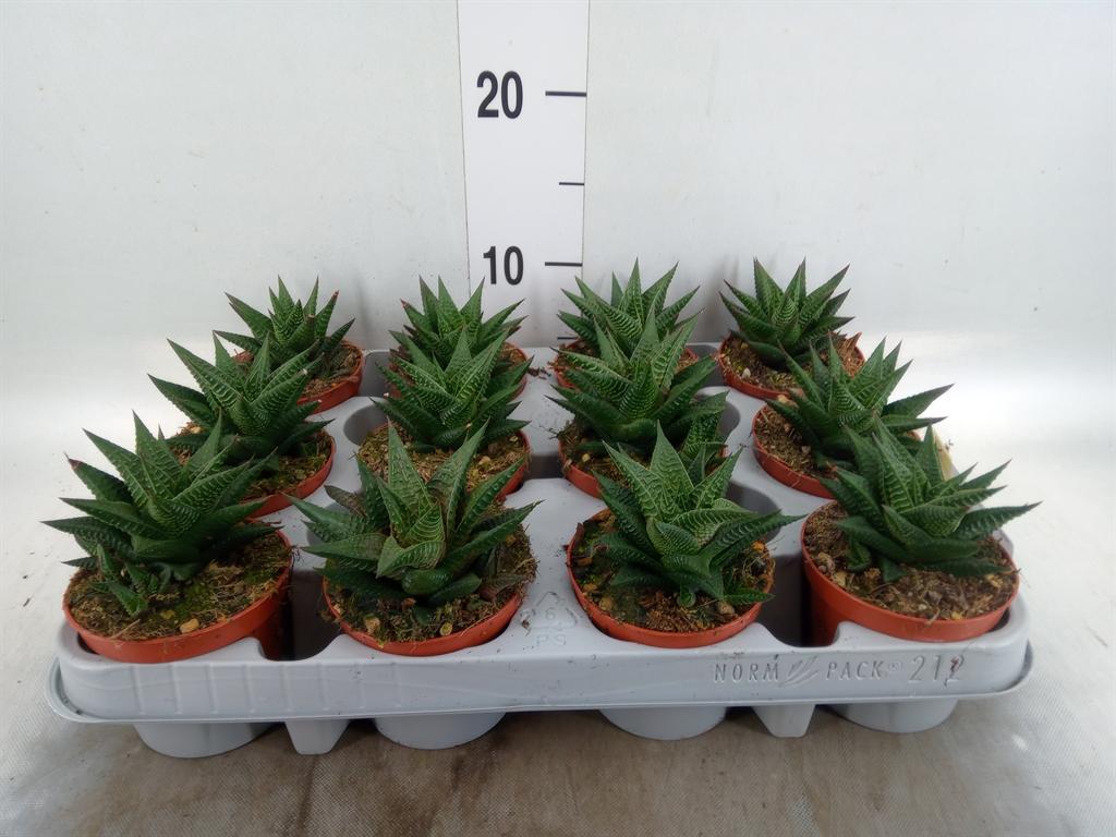 Горшечные цветы и растения оптом Haworthia Limifolia от 12шт (для телеги) из Голландии с доставкой по России