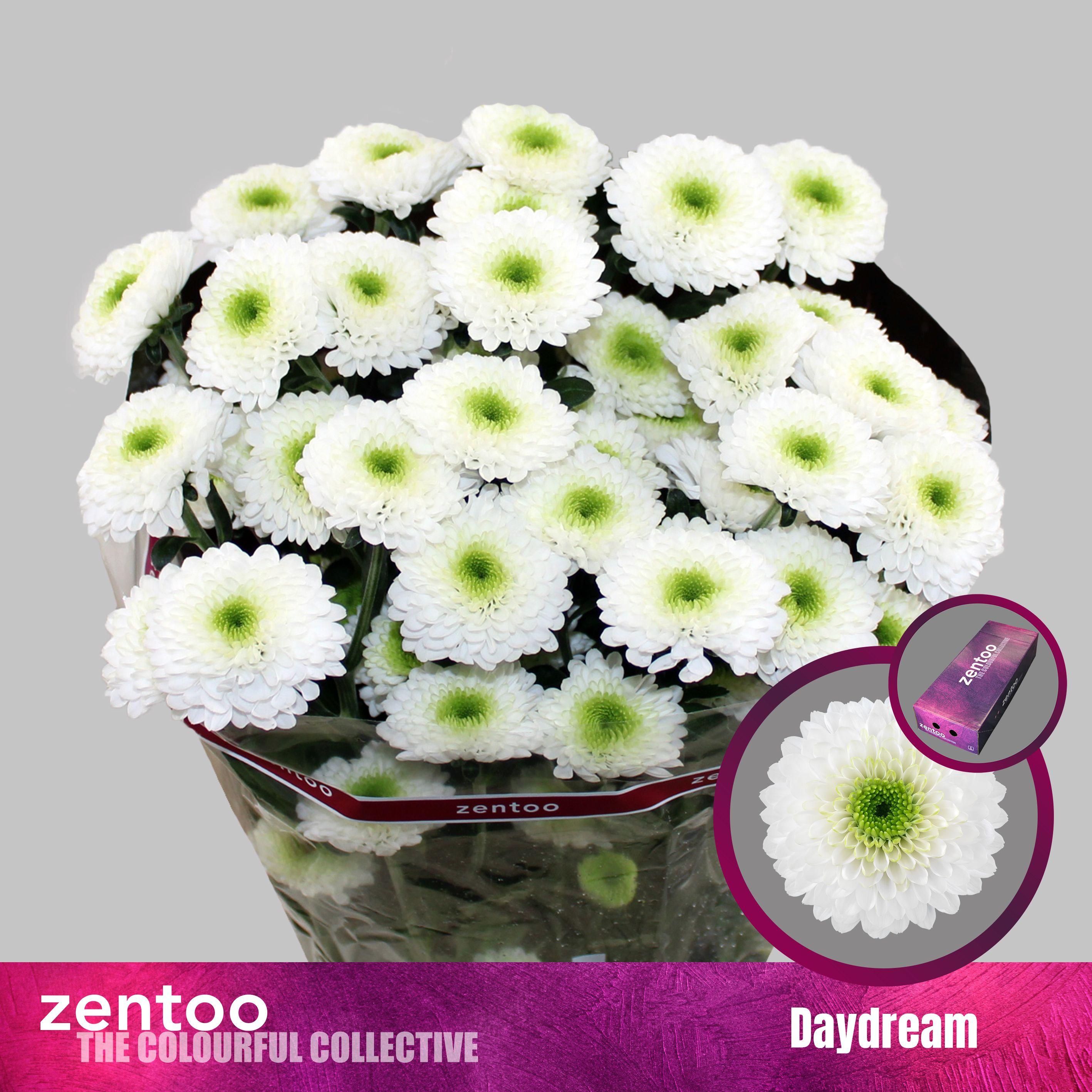 Срезанные цветы оптом Chrys sp daydream от 160шт из Голландии с доставкой по России