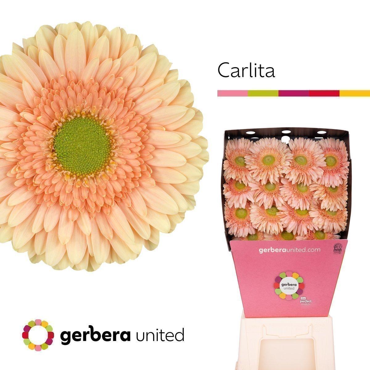 Срезанные цветы оптом Gerbera diamond carlita от 45шт из Голландии с доставкой по России
