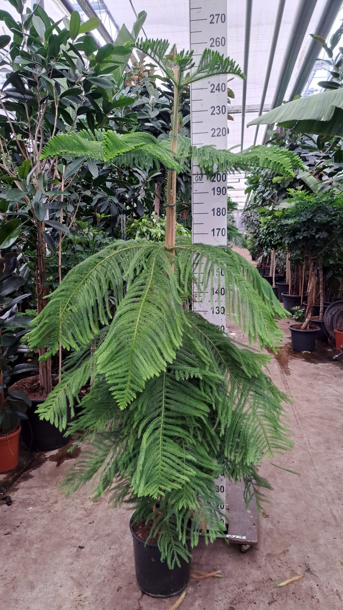 Горшечные цветы и растения оптом Araucaria от 1шт из Голландии с доставкой по России