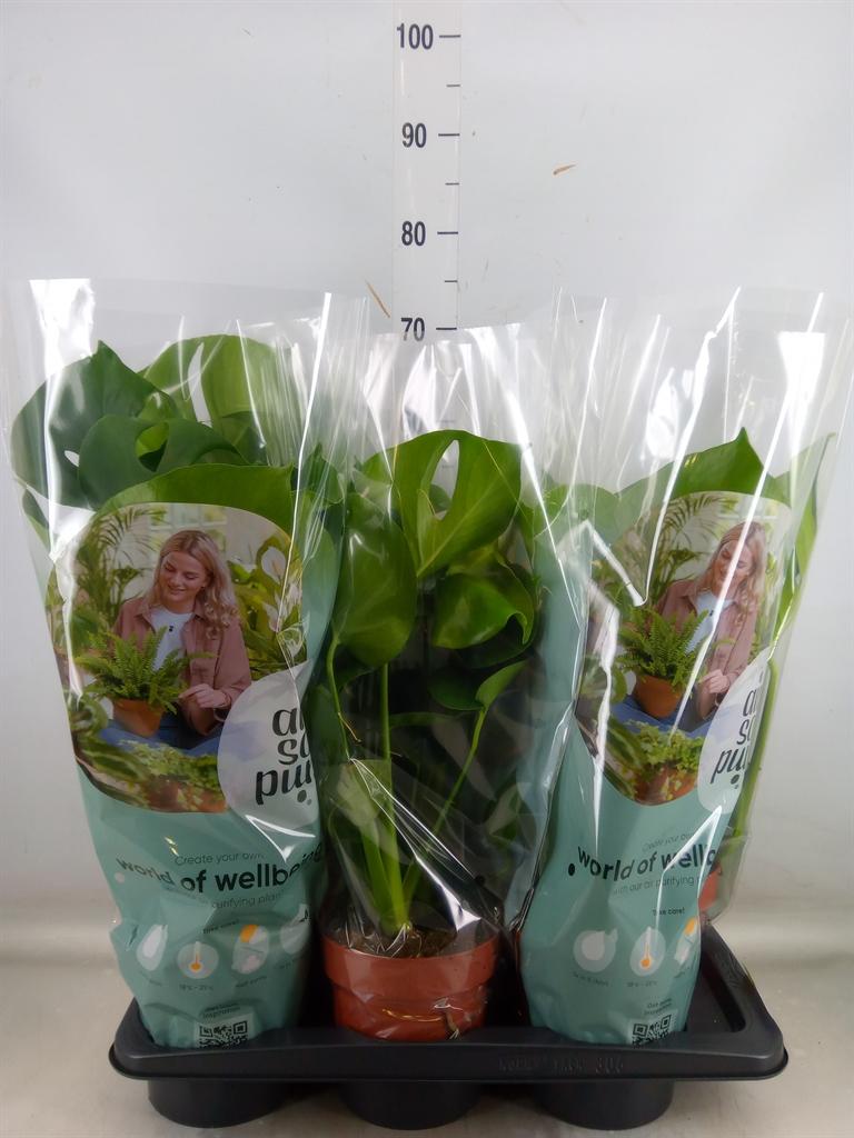 Горшечные цветы и растения оптом Monstera Delic. от 6шт из Голландии с доставкой по России