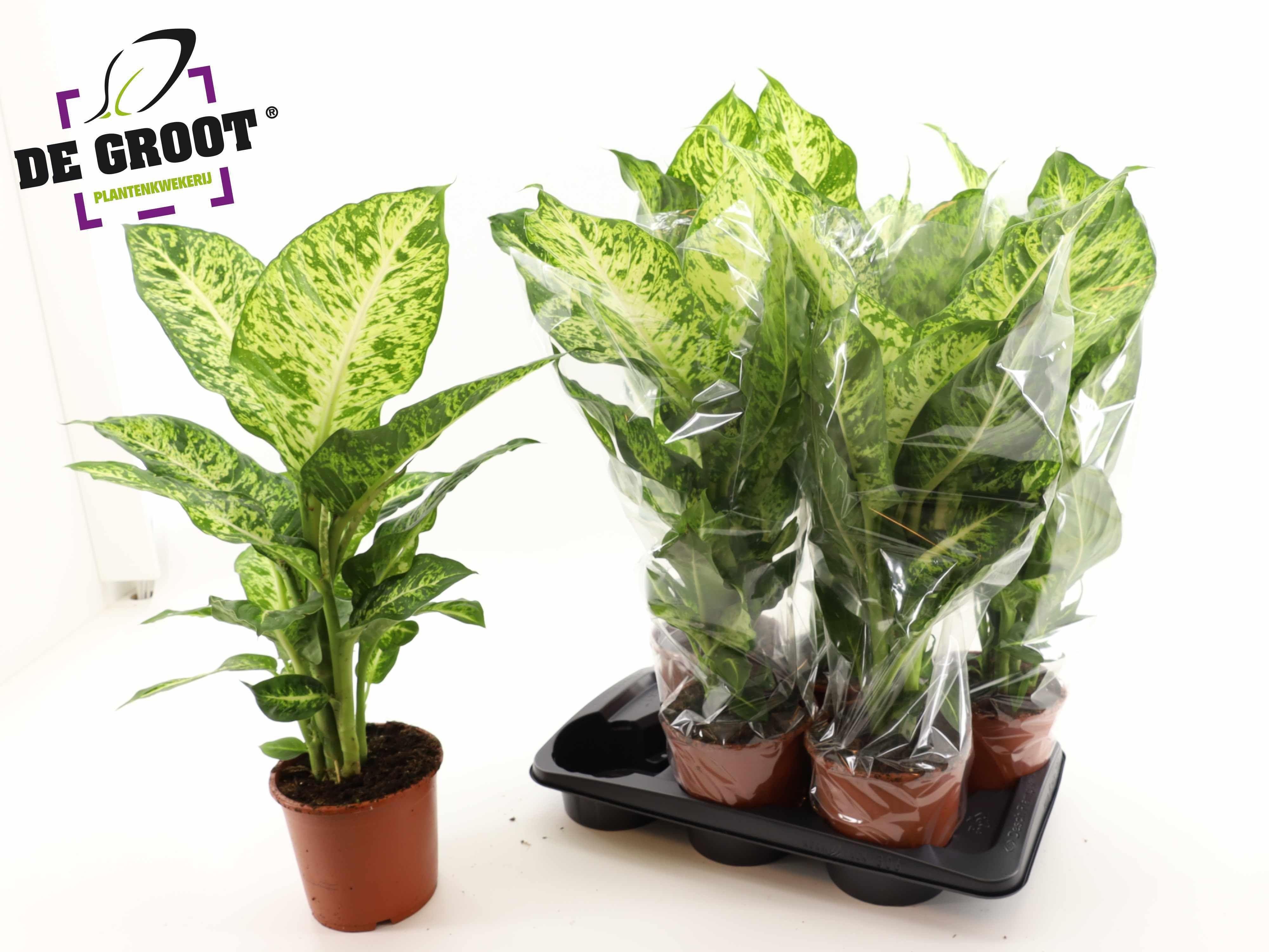 Горшечные цветы и растения оптом Dieff Ov Bravo от 6шт из Голландии с доставкой по России