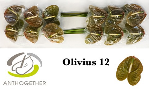 Срезанные цветы оптом Anthurium olivius от 12шт из Голландии с доставкой по России