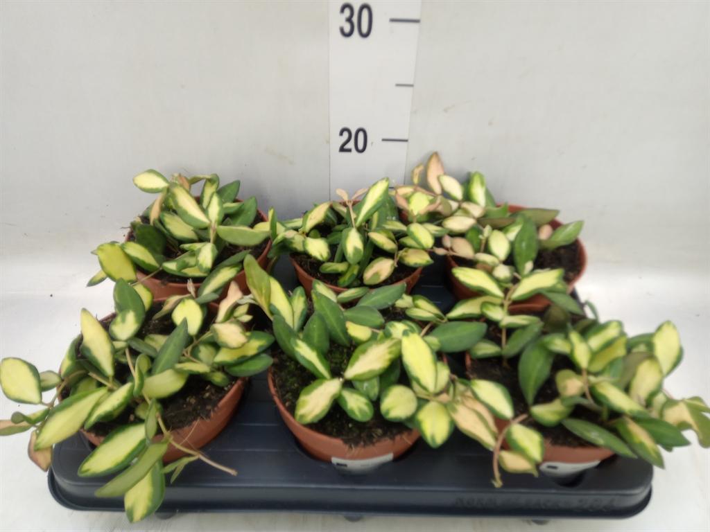 Горшечные цветы и растения оптом Hoya   ... от 6шт из Голландии с доставкой по России