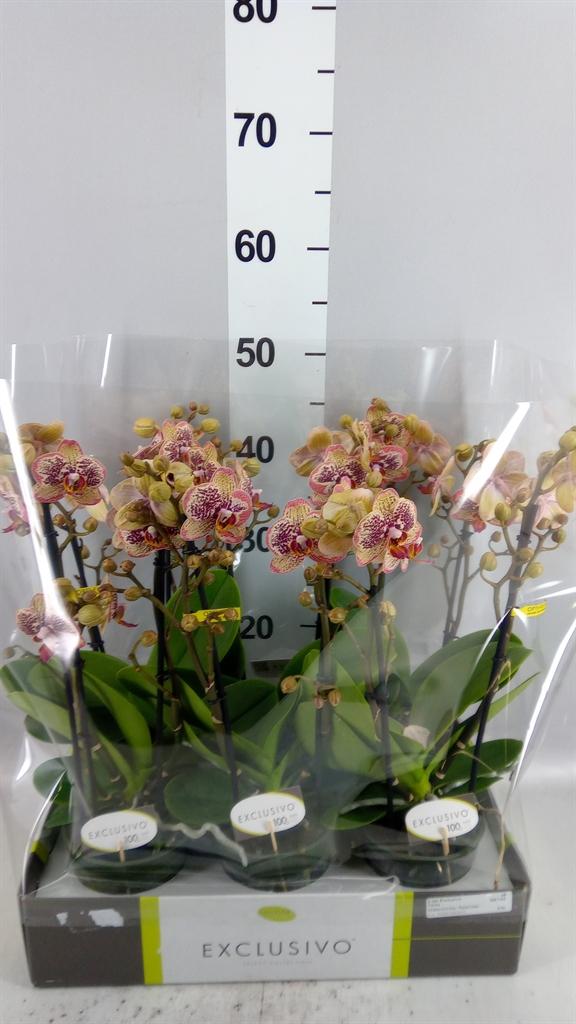 Горшечные цветы и растения оптом Phalaenopsis Multi. ...yellow от 6шт из Голландии с доставкой по России