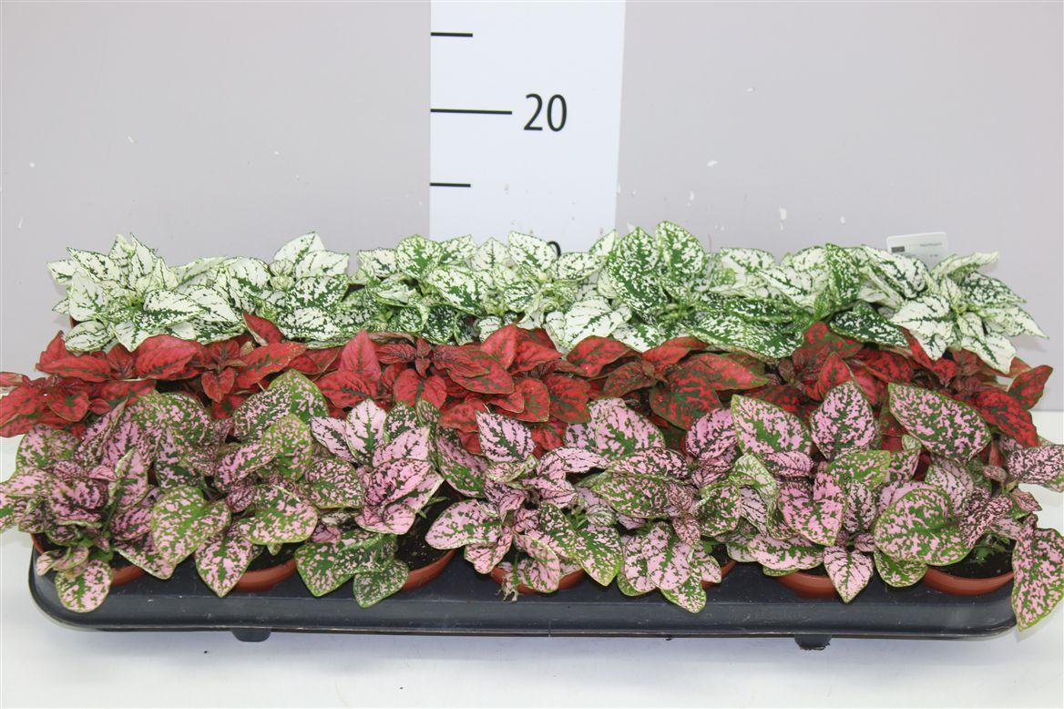 Горшечные цветы и растения оптом Hypoestes Ph Gemengd от 21шт (для телеги) из Голландии с доставкой по России