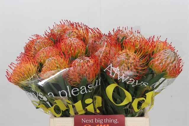 Срезанные цветы оптом Nutans ayoba inferno от 20шт из Голландии с доставкой по России