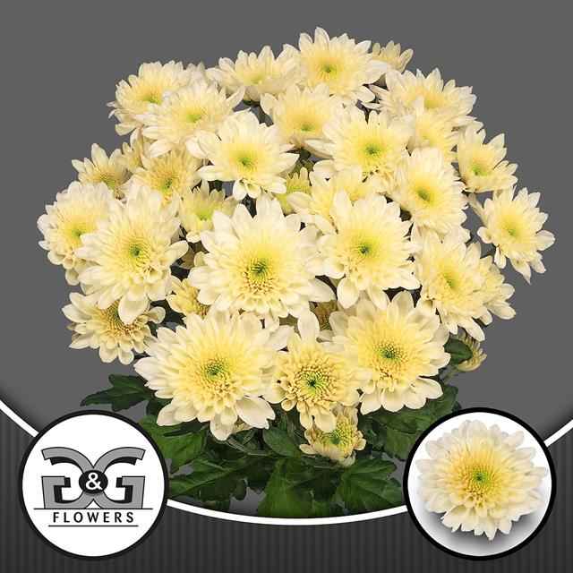Срезанные цветы оптом Chrys sp sorbet vanilla от 80шт из Голландии с доставкой по России