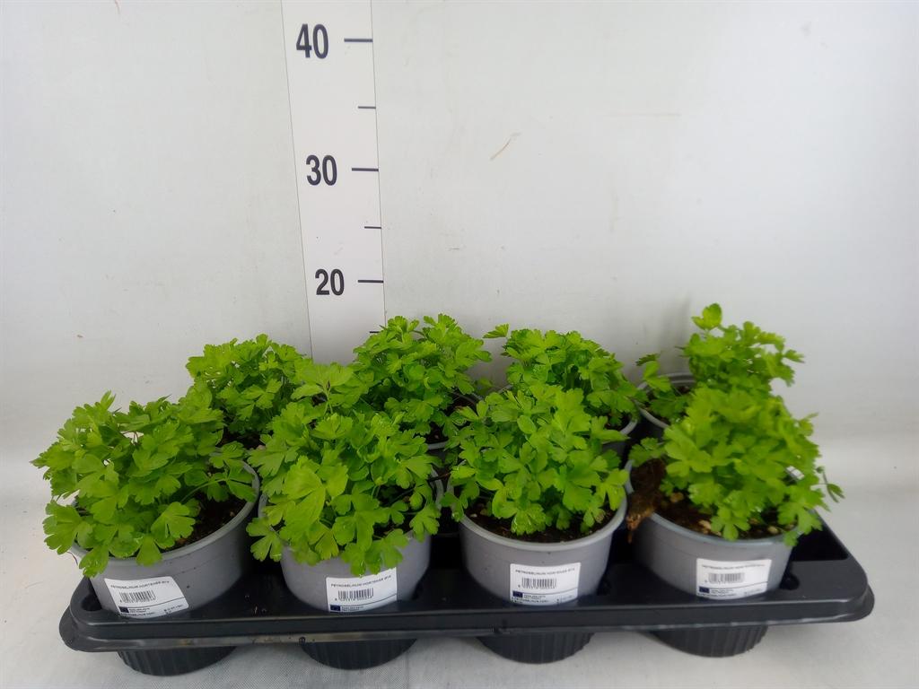 Горшечные цветы и растения оптом Tuinkruiden   ... от 8шт из Голландии с доставкой по России