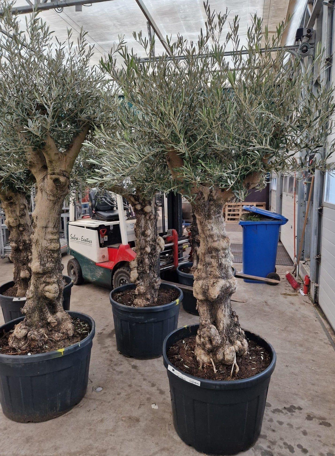 Горшечные цветы и растения оптом Olea Europaea от 1шт из Голландии с доставкой по России