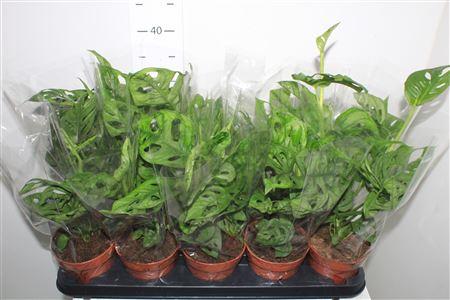 Горшечные цветы и растения оптом Monstera Adansonii от 10шт из Голландии с доставкой по России