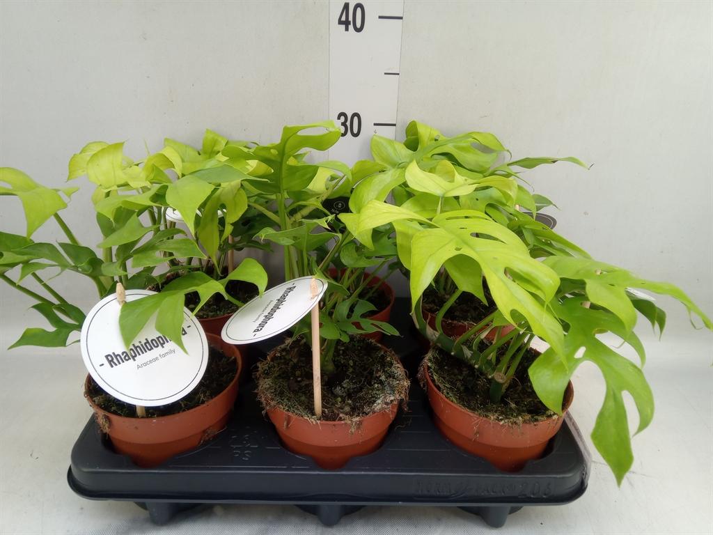 Горшечные цветы и растения оптом Rhaphidophora Tetrasperma от 6шт из Голландии с доставкой по России