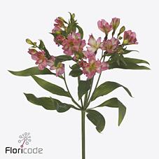 Срезанные цветы оптом Alstroemeria fl pink paradiso от 60шт из Голландии с доставкой по России