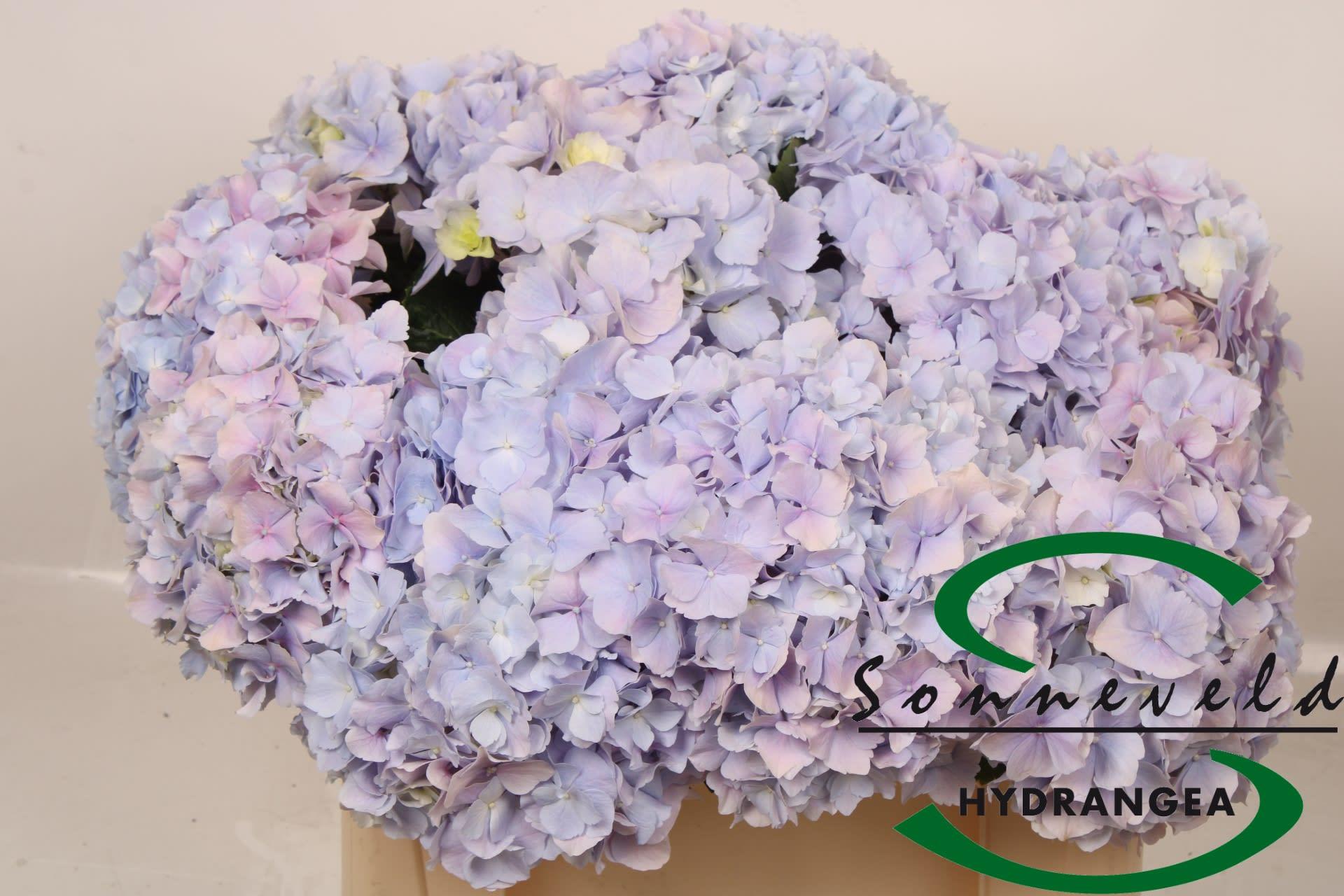 Срезанные цветы оптом Hydrangea verena blue от 10шт из Голландии с доставкой по России