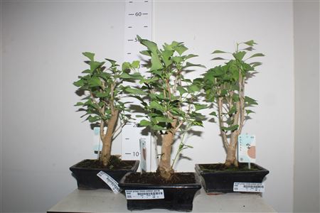 Горшечные цветы и растения оптом Bonsai Ginkgo Biloba Outdoor Pot 20 от 1шт из Голландии с доставкой по России