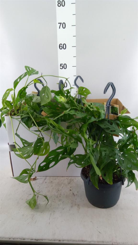 Горшечные цветы и растения оптом Monstera Obliqua leichtlinii от 4шт из Голландии с доставкой по России