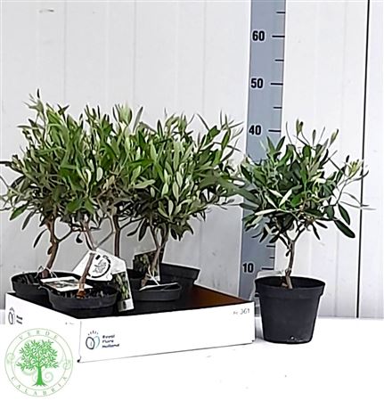 Горшечные цветы и растения оптом Olea Europaea * Spring Deal * от 6шт из Голландии с доставкой по России