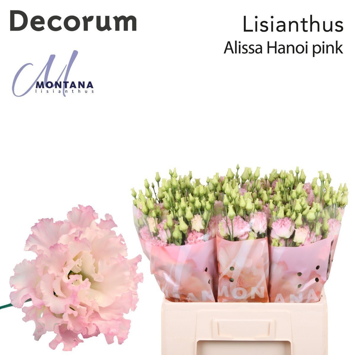 Срезанные цветы оптом Lisianthus do alissa pink от 20шт из Голландии с доставкой по России