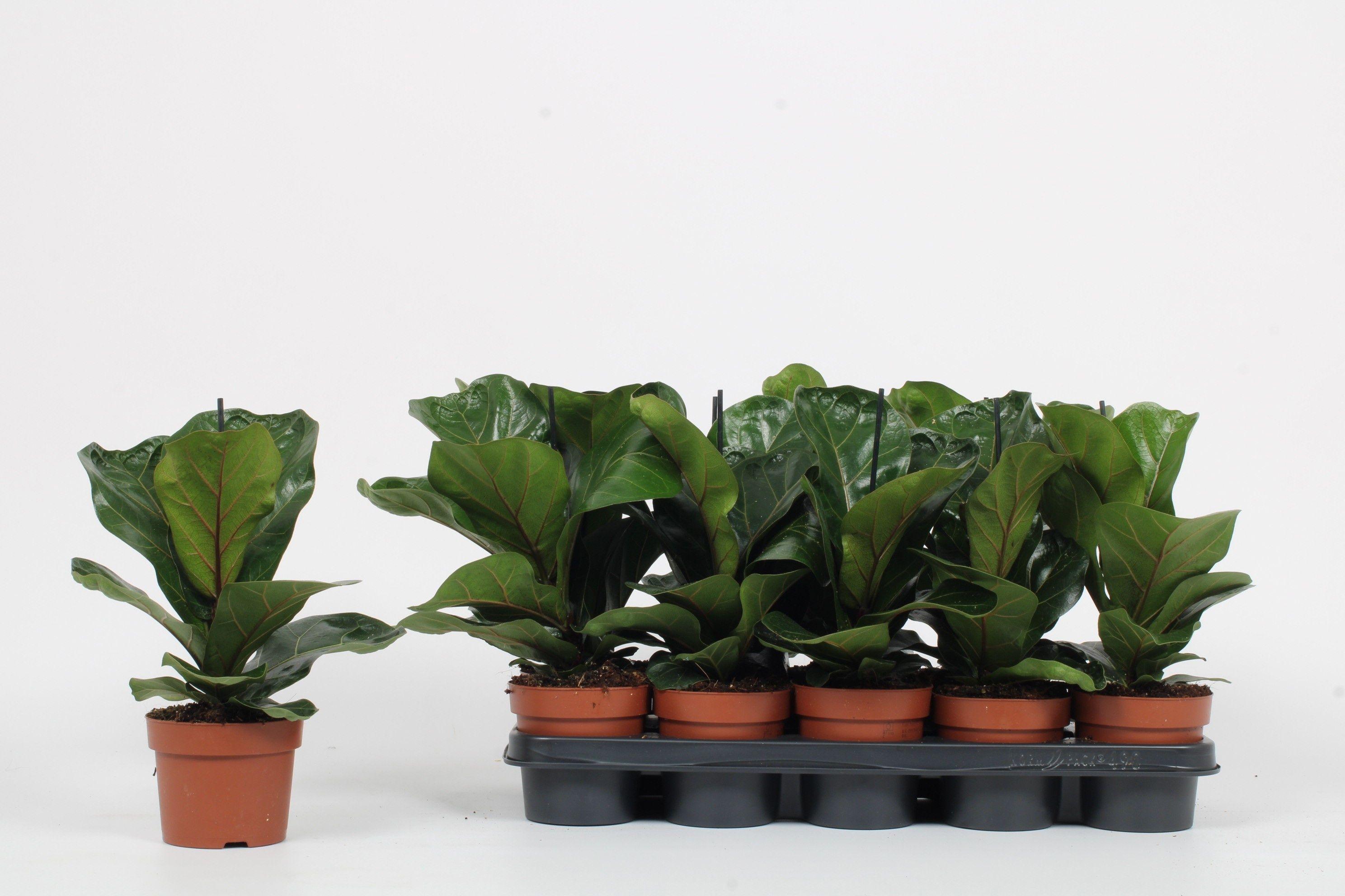 Горшечные цветы и растения оптом Ficus Lyrata Bambino от 10шт из Голландии с доставкой по России