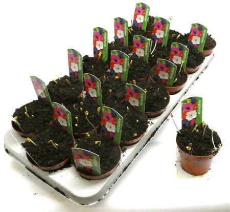 Горшечные цветы и растения оптом Anemone от 18шт (для телеги) из Голландии с доставкой по России