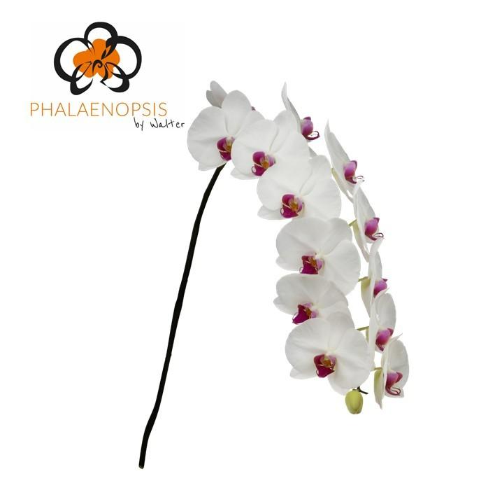 Срезанные цветы оптом Phalaenopsis ruby kiss (per stem) от 10шт из Голландии с доставкой по России