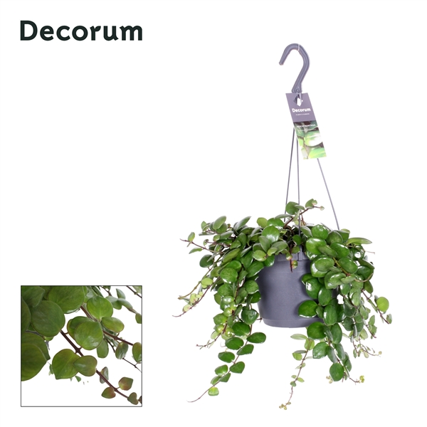 Горшечные цветы и растения оптом Aeschynanthus Pink Polka No Flowers (decorum) от 6шт из Голландии с доставкой по России