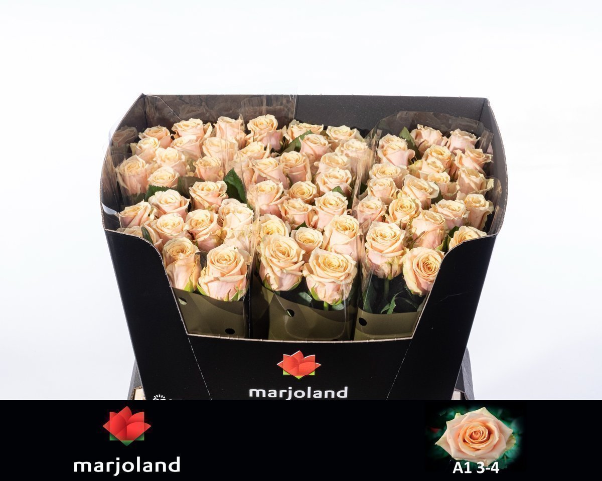 Срезанные цветы оптом Rosa large bellini! от 50шт из Голландии с доставкой по России