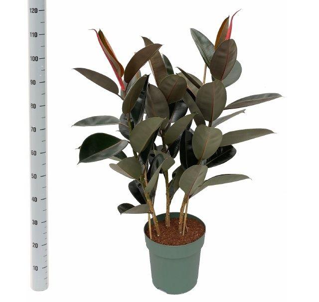 Горшечные цветы и растения оптом Ficus El Mandela 3pp от 1шт из Голландии с доставкой по России