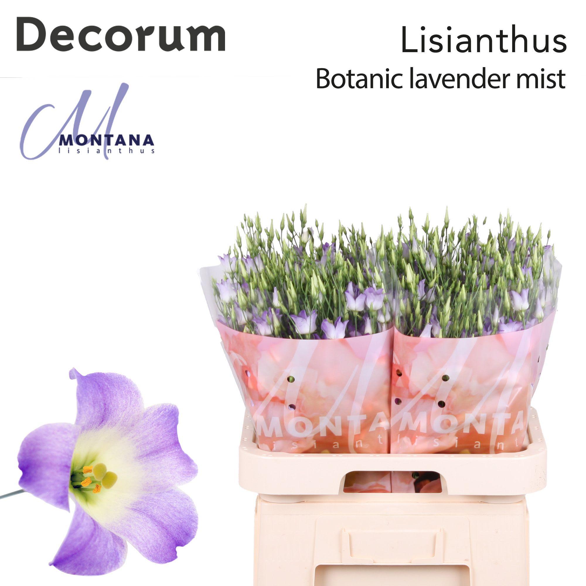 Срезанные цветы оптом Lisianthus do botanic lilac squash от 60шт. из Голландии с доставкой по России