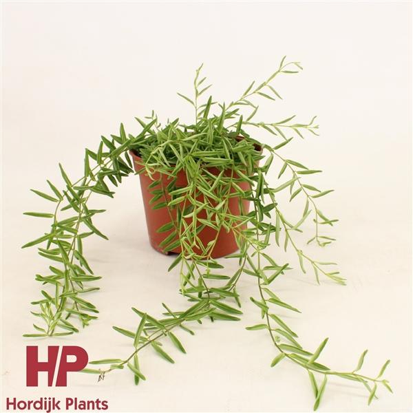 Горшечные цветы и растения оптом Aeschynanthus Green Star от 8шт из Голландии с доставкой по России Горшечные цветы и растения оптом Aeschynanthus Green Star от 8шт из Голландии с доставкой по России