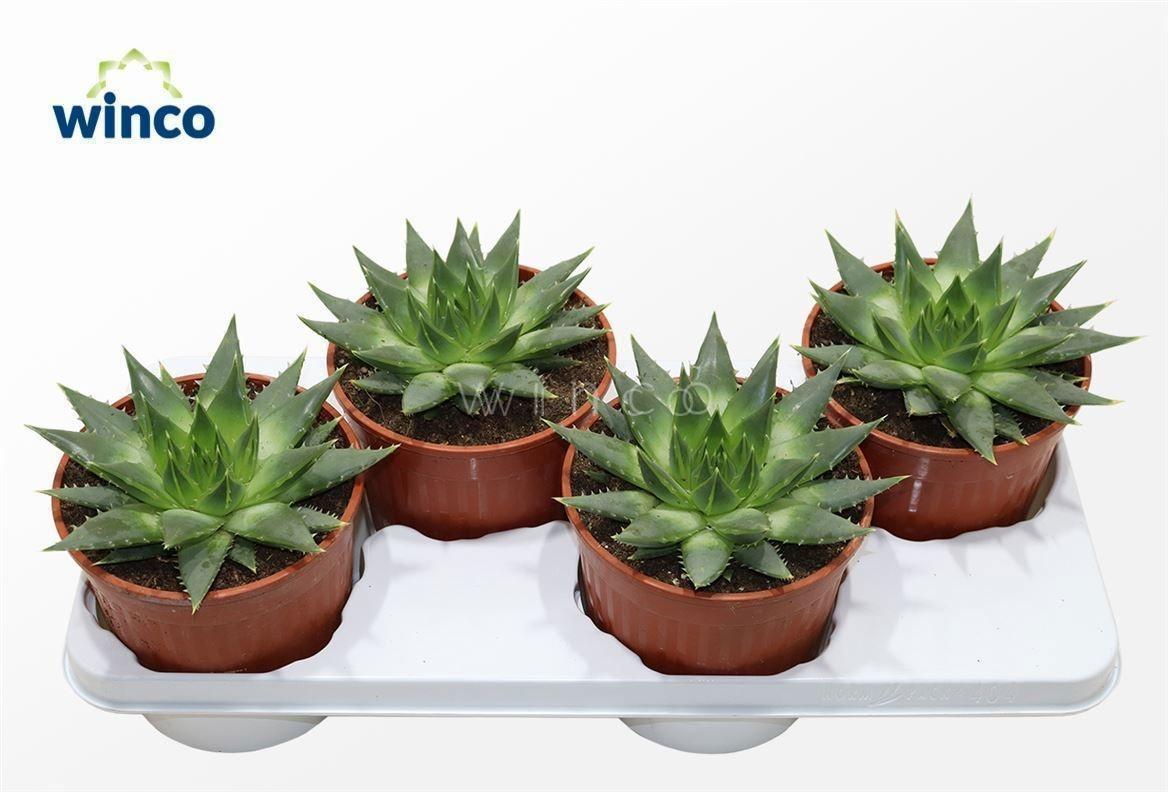 Горшечные цветы и растения оптом Aloe Polyph Juveniel от 4шт из Голландии с доставкой по России