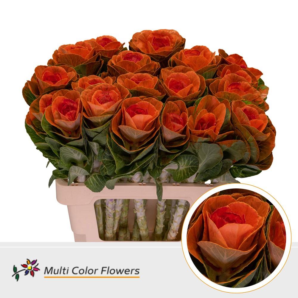 Срезанные цветы оптом Brassica paint orange + red eye от 20шт из Голландии с доставкой по России