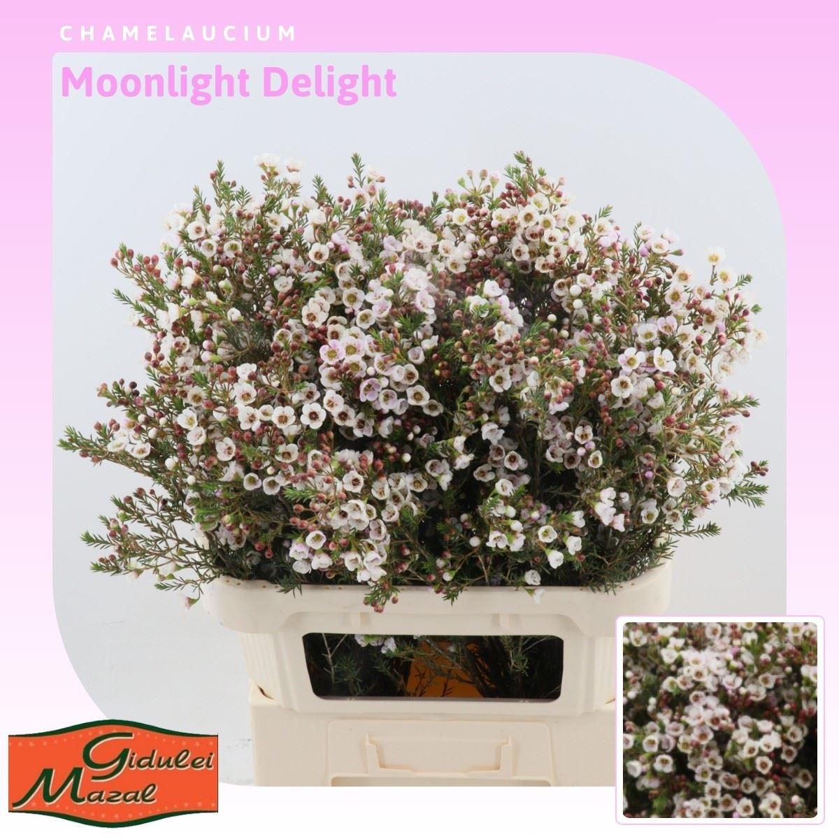Срезанные цветы оптом Chamelaucium moonlight delight от 50шт из Голландии с доставкой по России