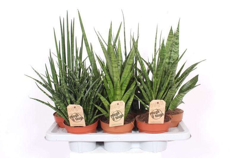 Горшечные цветы и растения оптом Sansevieria Luxe Mix от 7шт из Голландии с доставкой по России