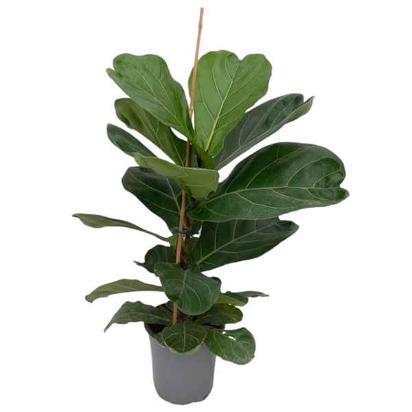 Горшечные цветы и растения оптом Ficus Lyrata 1pp от 6шт из Голландии с доставкой по России